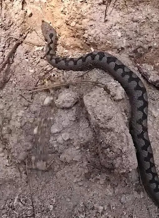 Tek Bir Isırığı Öldürmeye Yetiyor! Türkiye’de Görüldü…